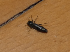 Agrilus