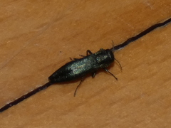 Agrilus