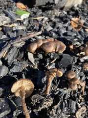 Lyophyllum anthracophilum
