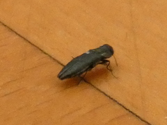 Agrilus