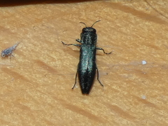 Agrilus