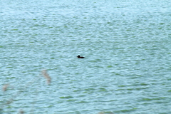 Heteronetta atricapilla