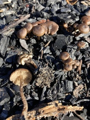 Lyophyllum anthracophilum