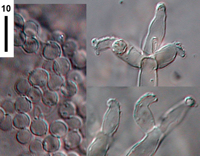 Costantinella
