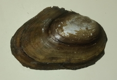 Anodonta