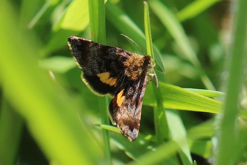 Small Yellow Underwing, 5366 Megen, Nederland, photo 7 of 10