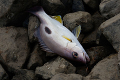 Lutjanus russellii