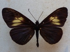 Altinote ozomene nox