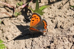 Lycaena phlaeas