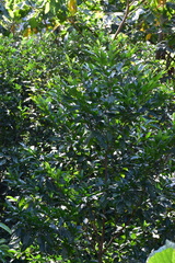 Pleuranthodendron lindenii