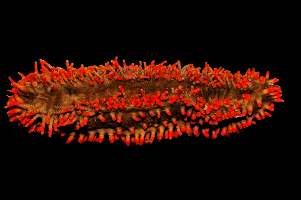pigmy sea cucumber