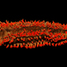 Aslia pygmaea - Photo (c) Tom Kennedy, algunos derechos reservados (CC BY-NC), subido por Tom Kennedy