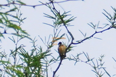 Sporophila torqueola