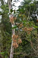 Pleuranthodendron lindenii
