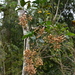 Pleuranthodendron lindenii - Photo (c) Lázaro Arroyo,  זכויות יוצרים חלקיות (CC BY-NC), הועלה על ידי Lázaro Arroyo