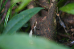 Varzea bistriata