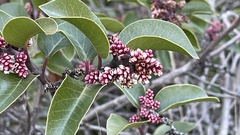 Rhus ovata