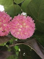 Dombeya × cayeuxii