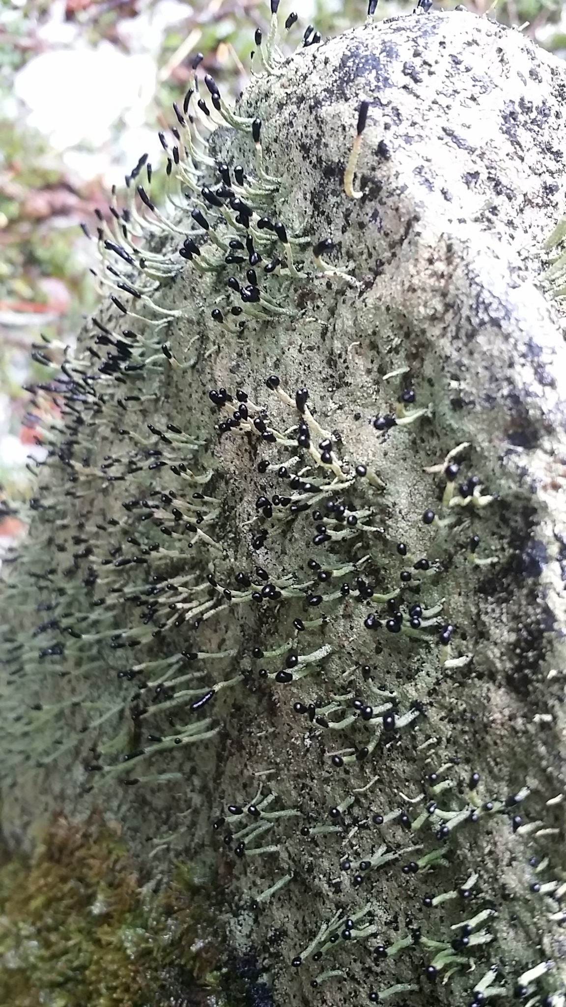 Pilophorus clavatus image