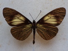 Altinote ozomene nox