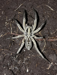 Lycosa pampeana