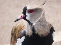 Vanellus chilensis