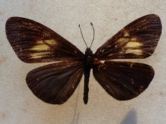 Altinote ozomene nox