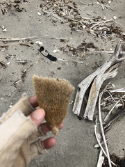 Callyspongia plicifera