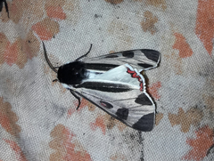 Dysschema centenaria