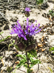 Monardella sinuata nigrescens