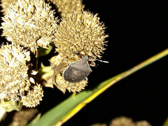 Euschistus circumfusus