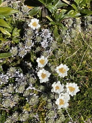 Leucogenes leontopodium