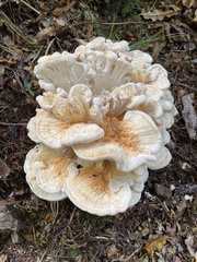 Leucogenes leontopodium