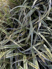 Leucogenes leontopodium