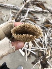 Callyspongia plicifera