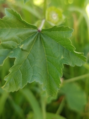 Malva parviflora image