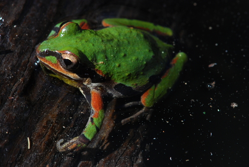 Ornate Chorus Frog