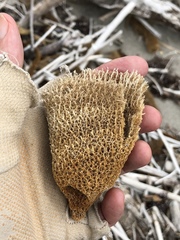 Callyspongia plicifera