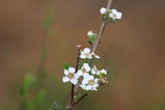 Leptospermum erubescens