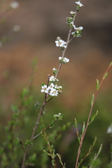 Leptospermum erubescens