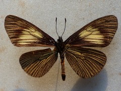 Altinote ozomene nox