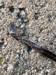 Indotyphlops braminus