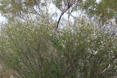 Leptospermum erubescens