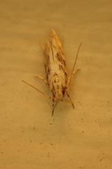 Lichenaula appropinquans