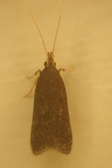 Lecithocera terrigena