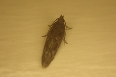 Cryptaspasma