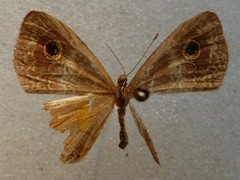 Perophthalma tullius