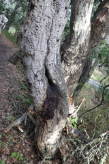 Phytophthora ramorum