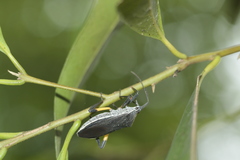 Plaxiscelis limbata