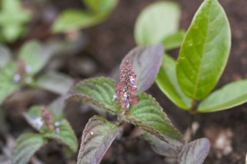 Coleus monostachyus